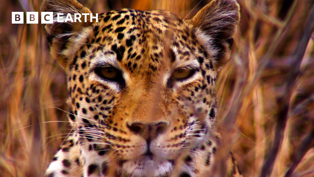 Невероятные кадры борьбы диких животных за выживание | BBC Earth