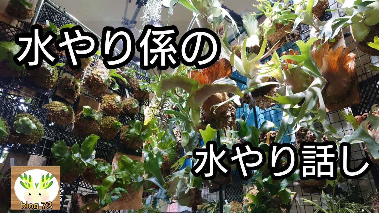 【乾いたら水をやる!?】ビカクシダ水やりのタイミングのお話し🌱