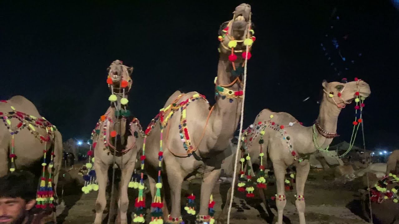 Camel Mandi 2021- Gujranwala - Night View near Shahbaz Tikka
