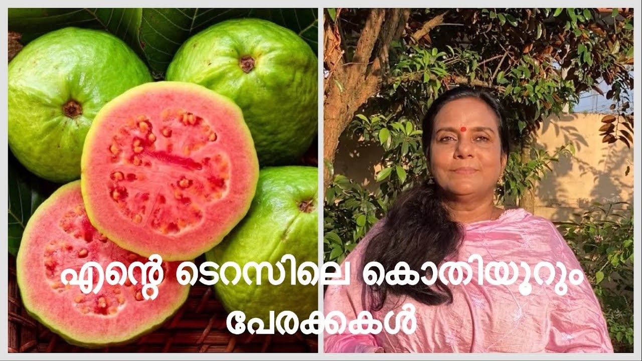 GUAVA ORGANIC | എന്റെ ടെറസിലെ കൊതിയൂറും പേരക്കകൾ 🪴|