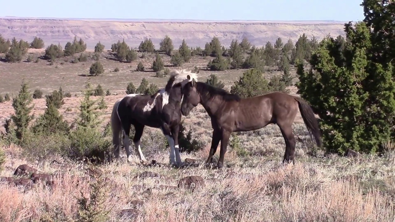 South Steens Stallions Skeeter, Valor, Chokotay and Renegade in Spring 2017 action