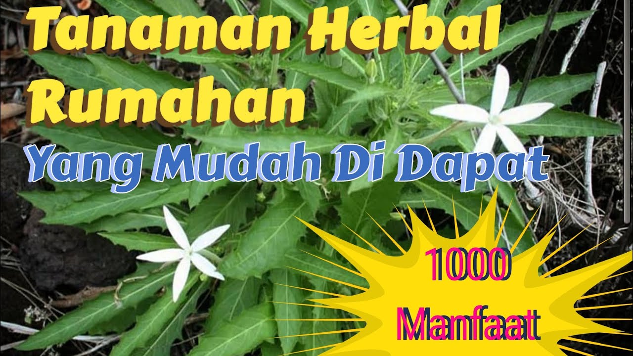 Wow😱❗Jarang yang tau manfaat Tanaman Herbal ini - Tanaman Herbal Pekarangan Rumah