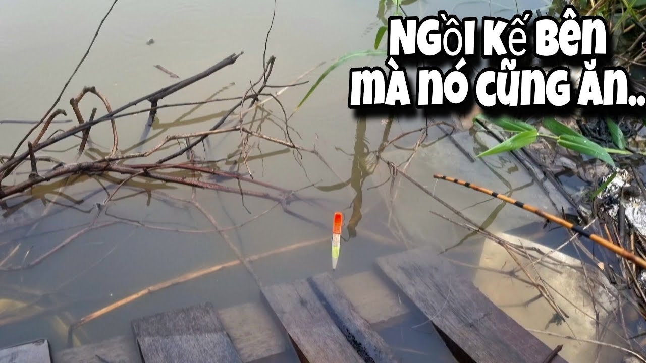 Tập 67 - Câu Cá Rô Đồng Ngày Mưa Bão, Xứ Gì Cá Nhiều Khủng Khiếp Thả Mồi Xuống Là Cá Ăn Liền