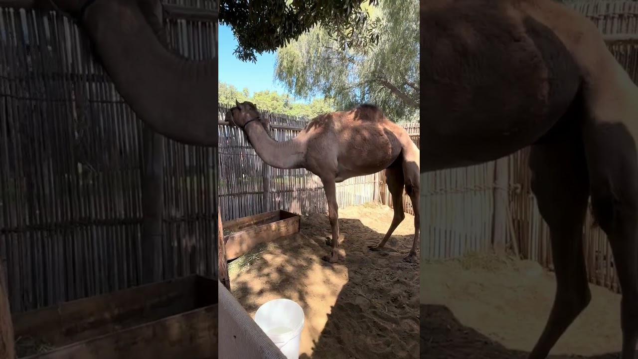 Heritage village Abu Dhabi 