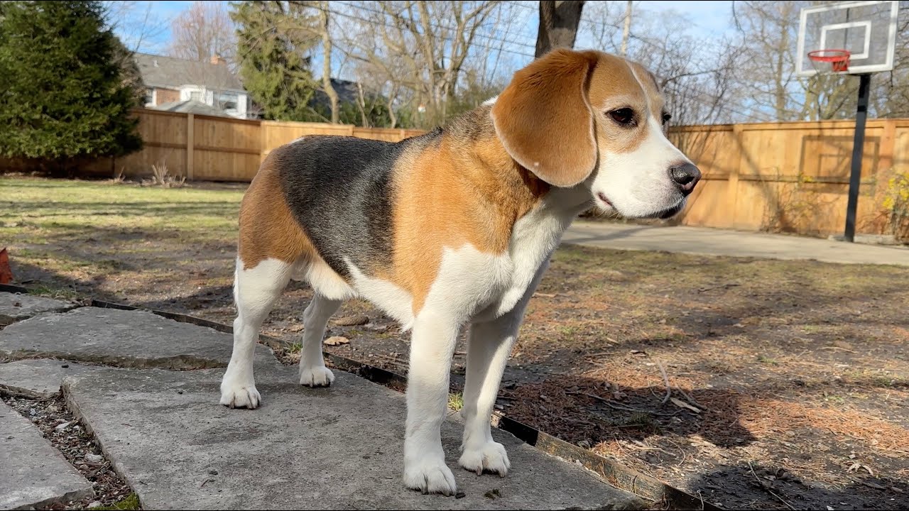Oliver loves his new backyard