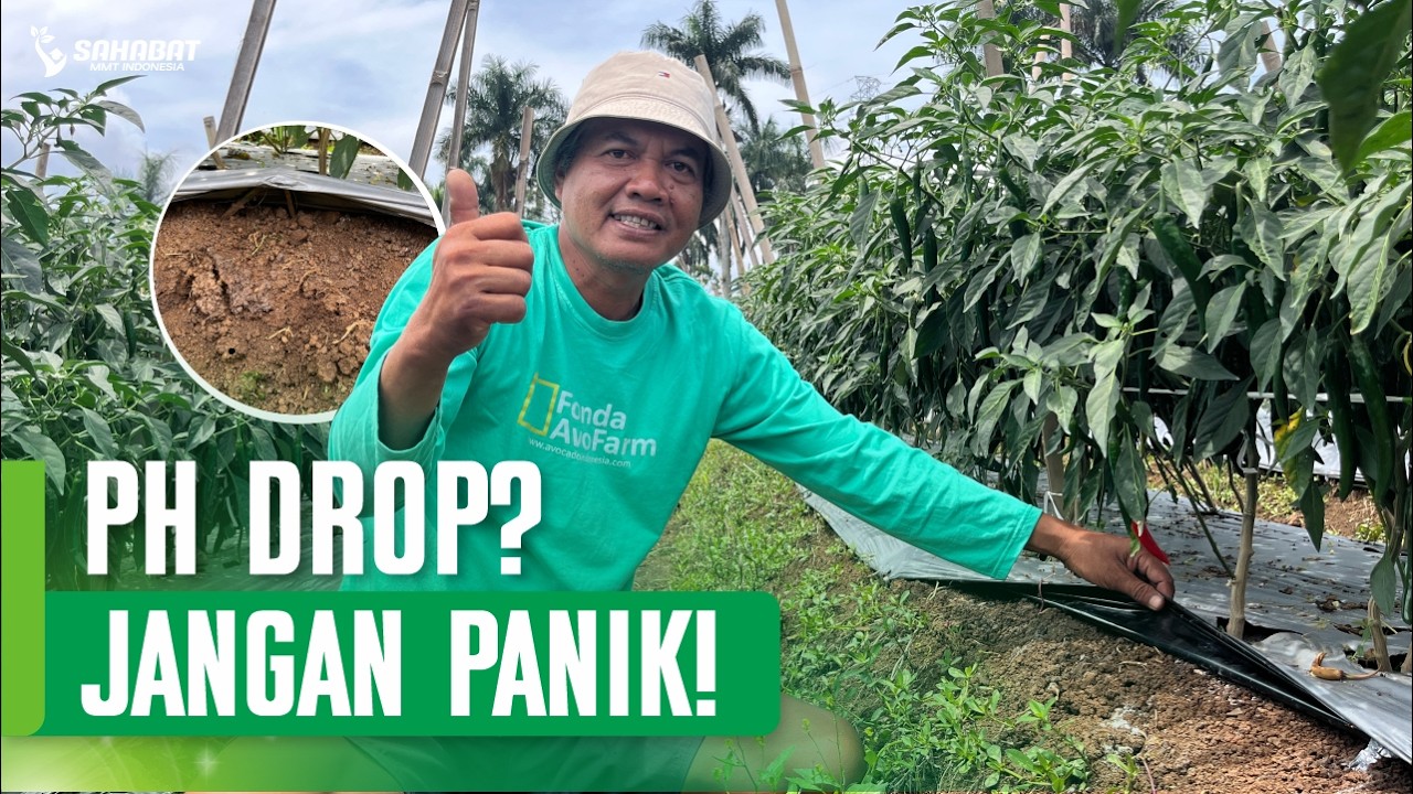 BANYAK PETANI YANG SALAH❗INILAH CARA OLAH LAHAN TEPAT UNTUK TANAH ASAM