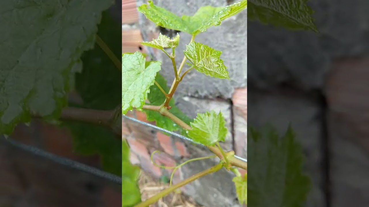 Faça galhos de produção com os netos da videira