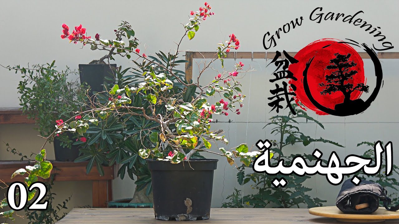 جهنمية بونساي - 02