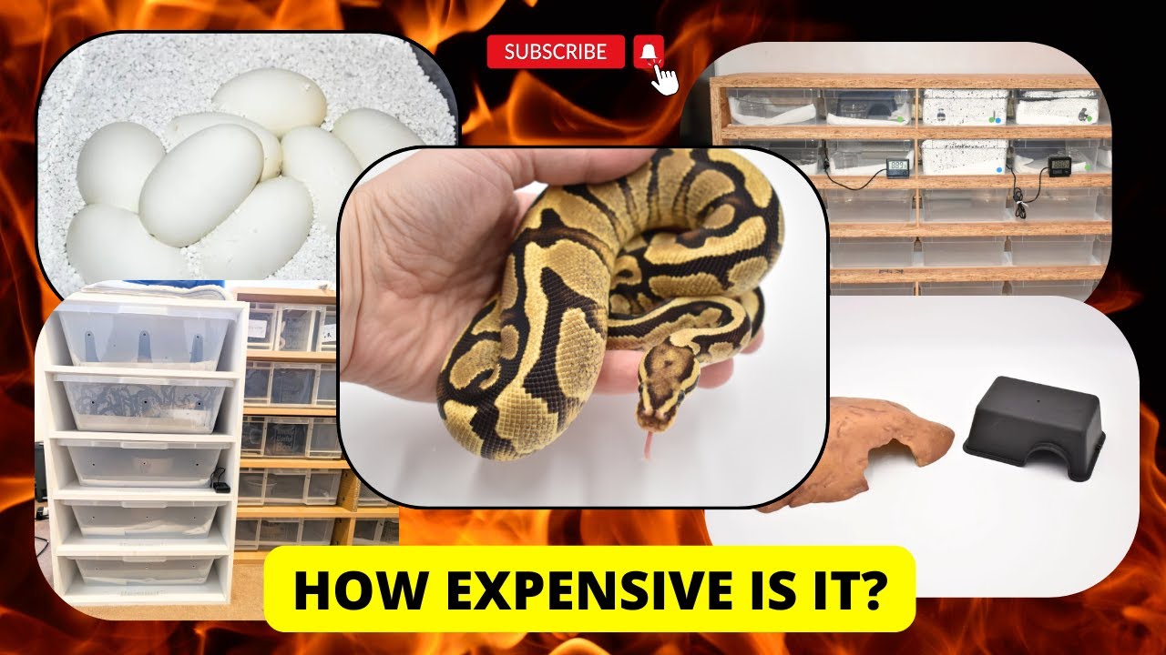 How much does it REALLY cost to breed Ball Pythons? A look at the first year...