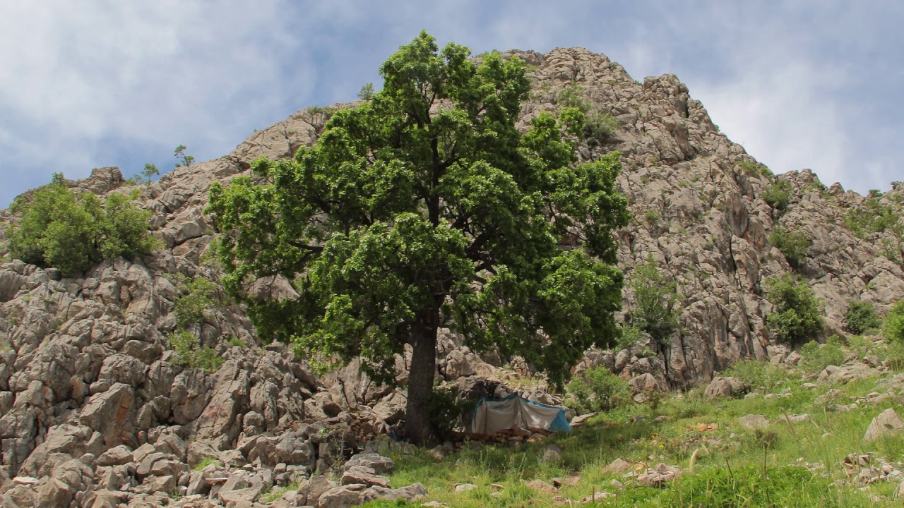 DERSİM EZGİSİ - ÇENE ÇENE ( ZAZACA )