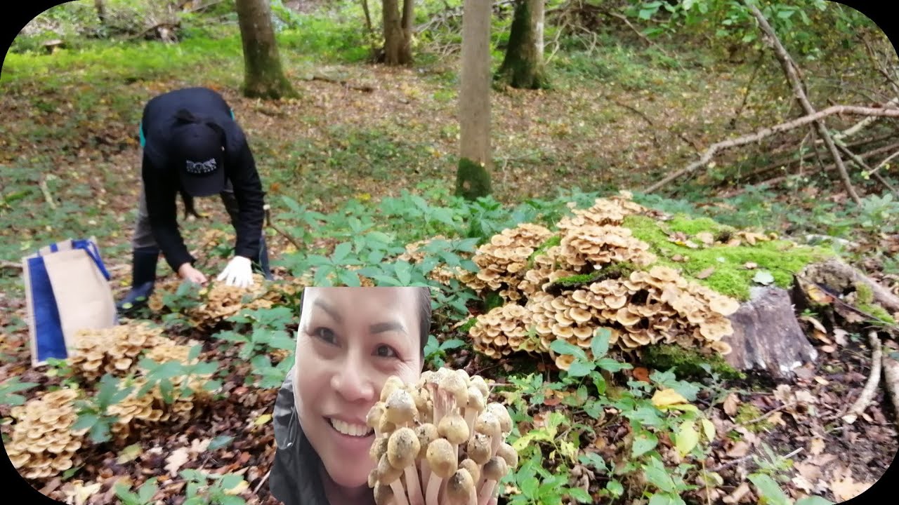 สวยเลือก​ได้​จกเห็ด​ขอน​สน​น​้​ำ​ผึ้ง​💃💃ต่อเลยจ้า🤣🤣Honning​svamp 🍄🍄10/10 /20​