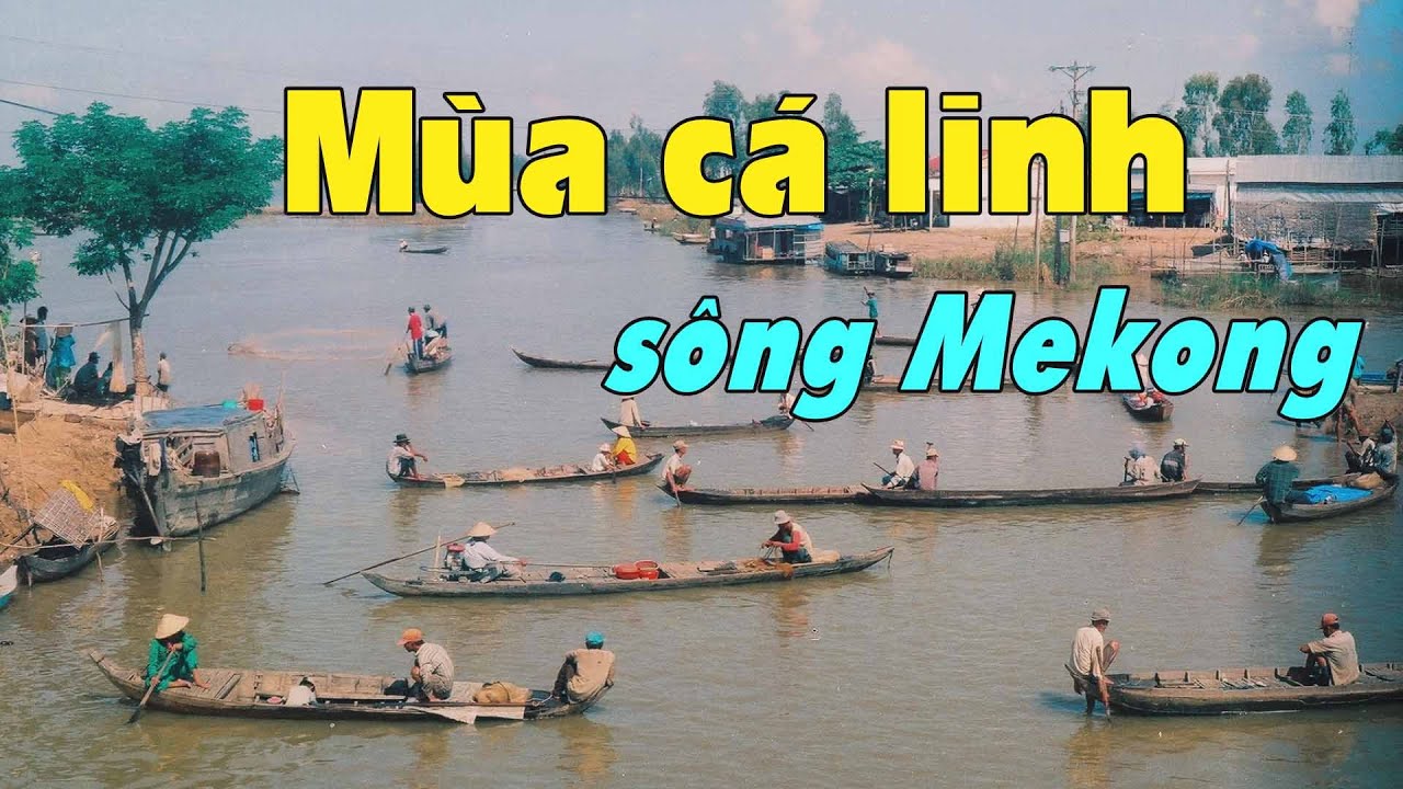 Рыбный сезон Линь в дельте Меконга, Вьетнам.