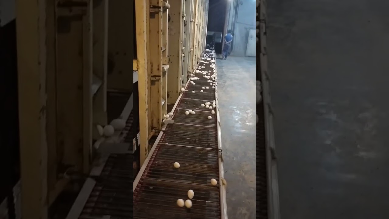 Automatic Egg conveying...Egg Collection System in Battery Cage