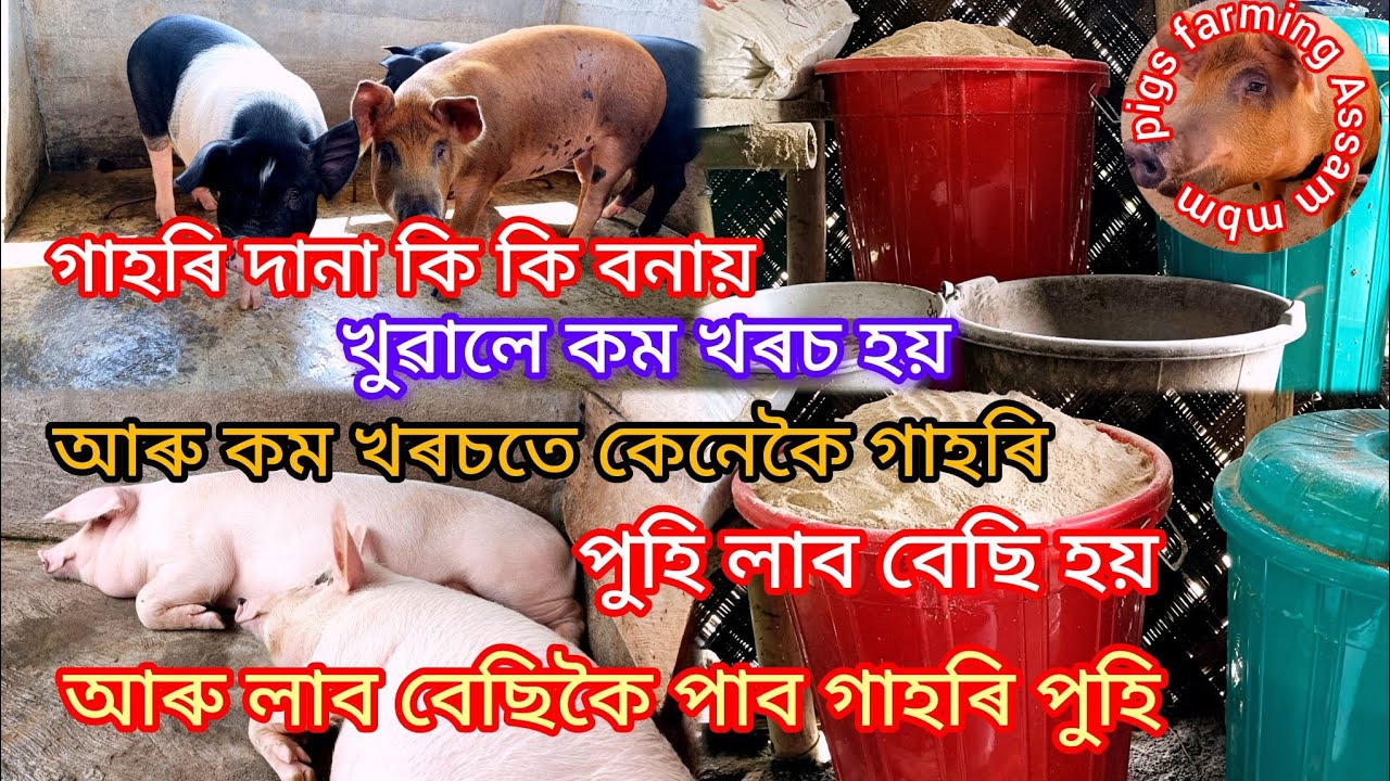 কম খৰচত গাহৰিক কি  দানা বনায় খুৱালে কম খৰচ হয় আৰু কম খৰচতে কেনেকৈ গাহৰি পুহিলে লাব বেছি পাব গাহৰি 