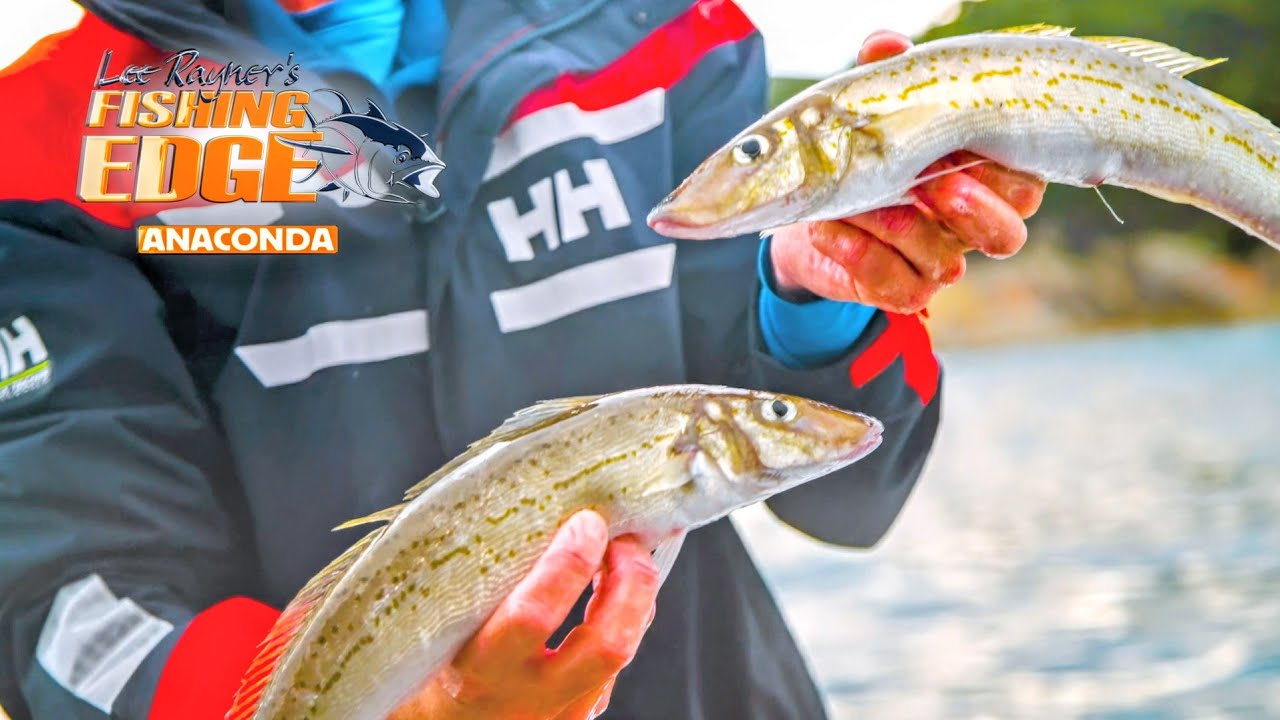 Catch BIG Ocean Whiting - Tips & Tricks