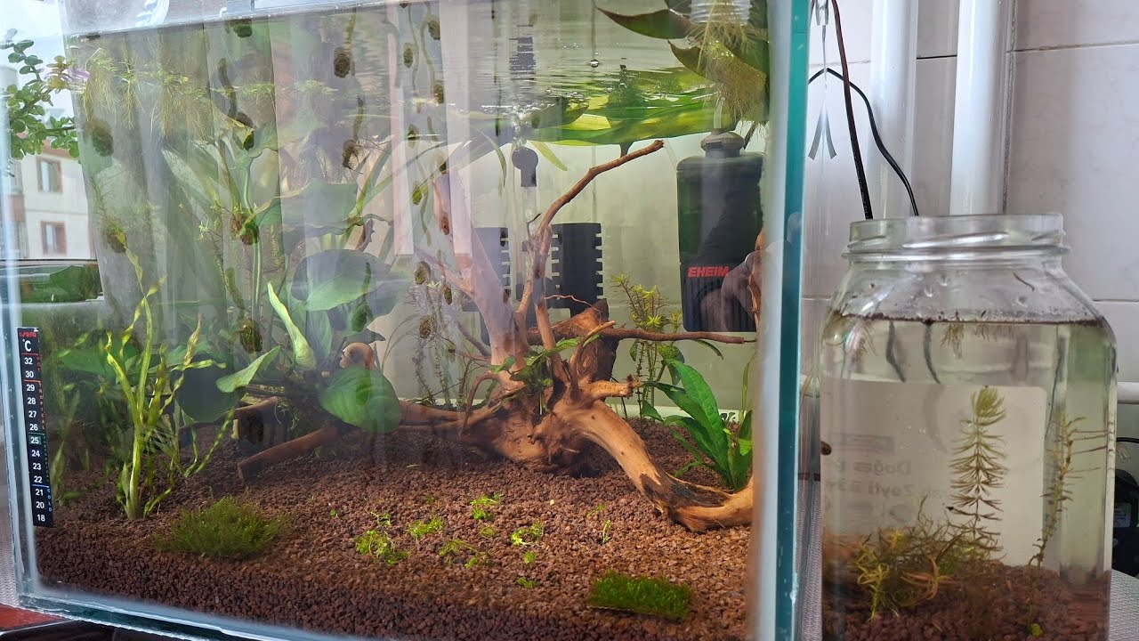 Walstad denemesi 1. Gün