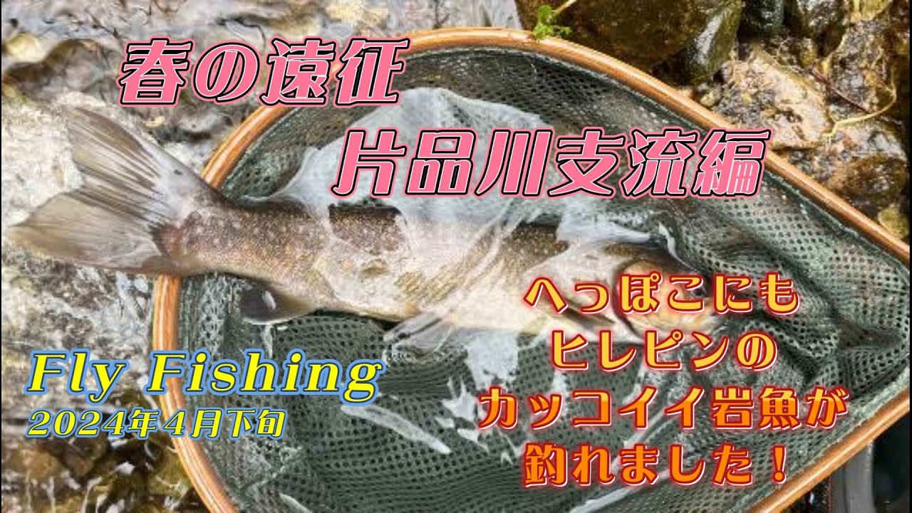 【フライフィッシング】春の遠征！片品川支流編　in群馬県片品村