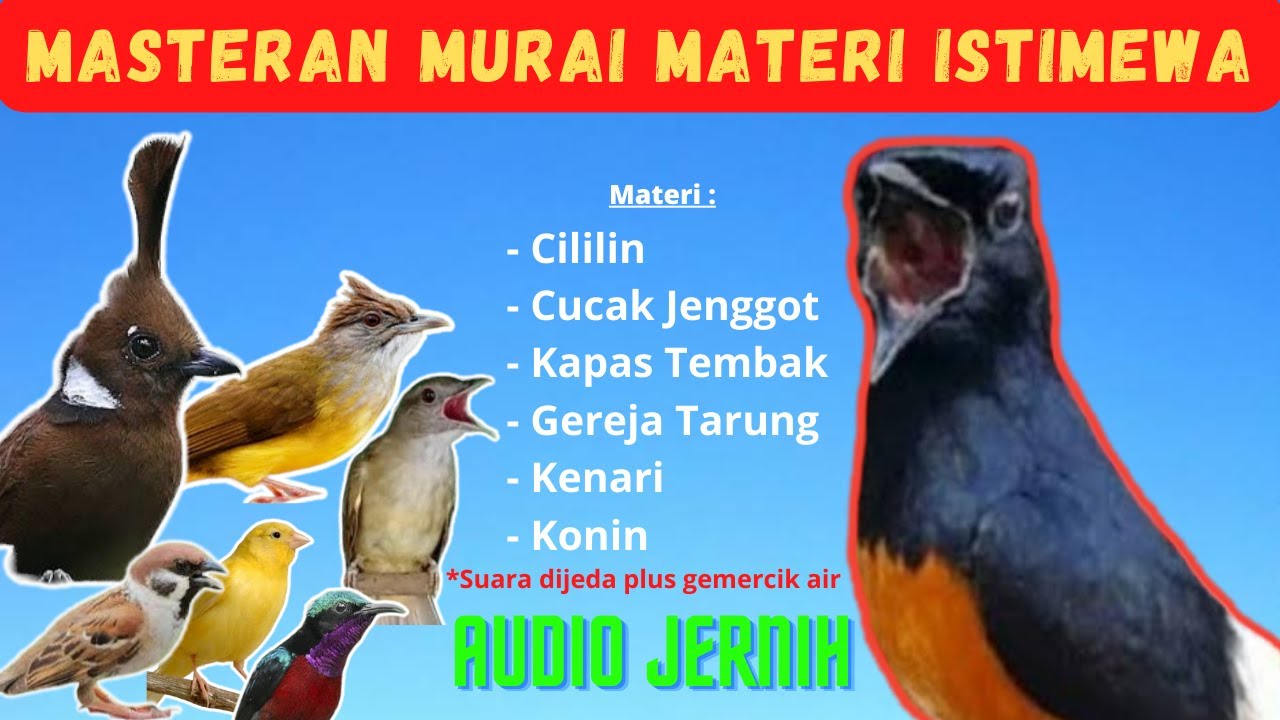 Masteran Murai Batu Full Isian Mewah Tanpa Iklan Materi Cililin Cucak Jenggot Kapas Tembak