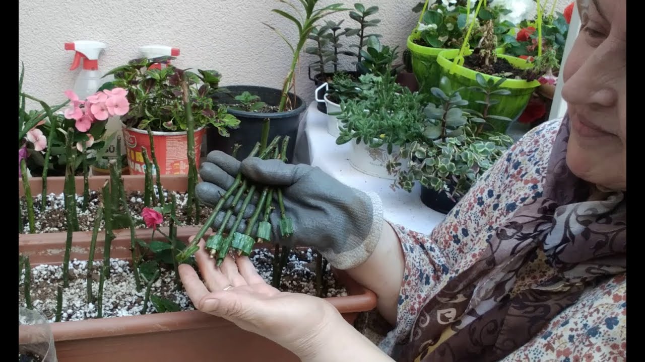 ALOE VERA İLE GÜL ÇELİK EKİMİ NASIL YAPILIR ?