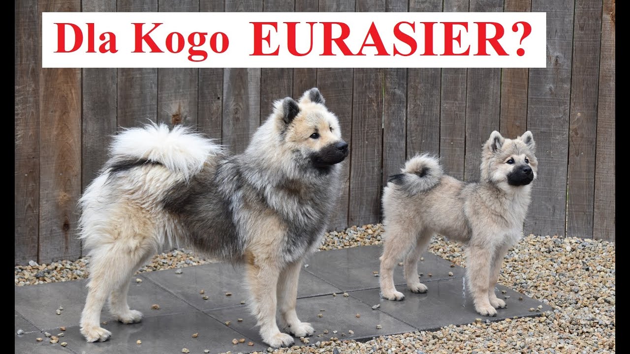 Dla Kogo EURASIER