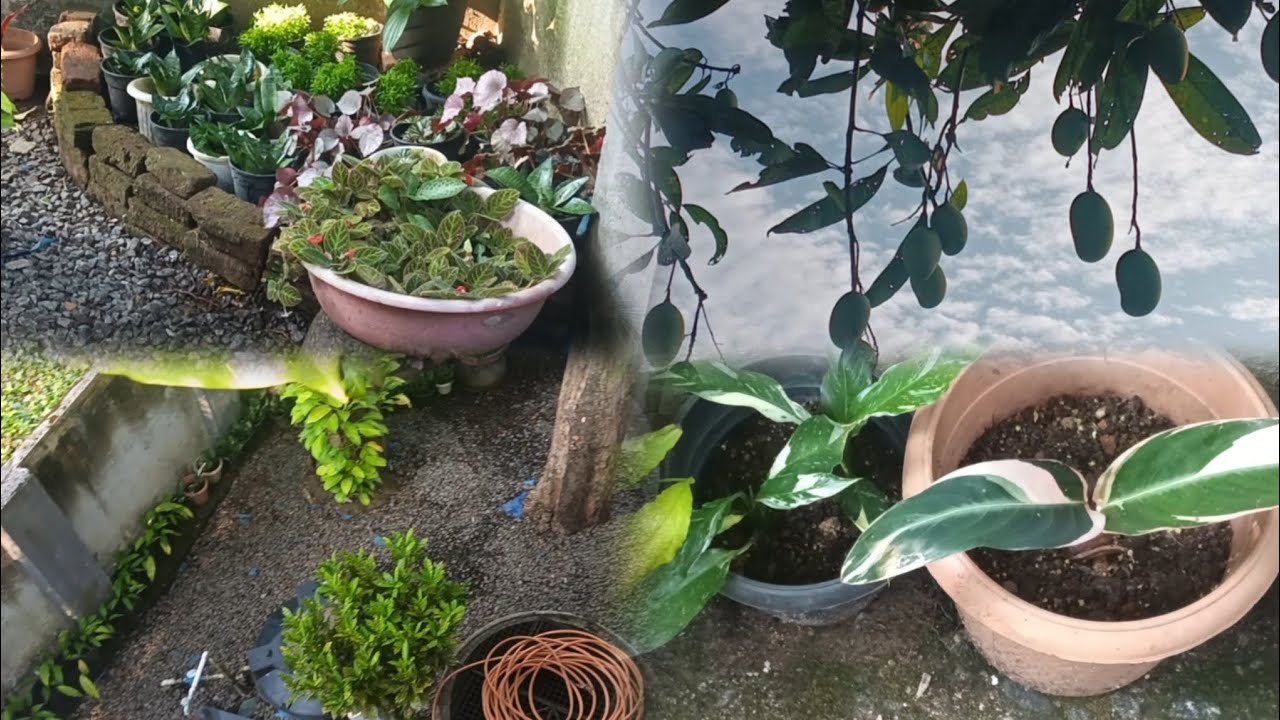 Evening gardening vlogs|| Kerala home garden||tiewvlogs 