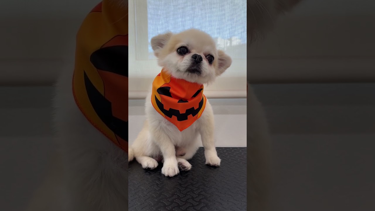 シャンプーしてもらって、ふわふわハロウィン仕様になったペキチワ#ペキチワ