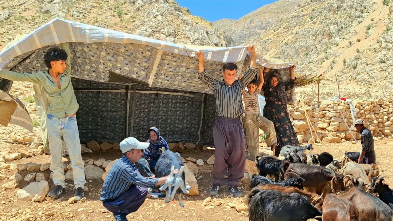Why did the nomadic family leave the tent|Living in a cool cave and milking goats in the summer heat