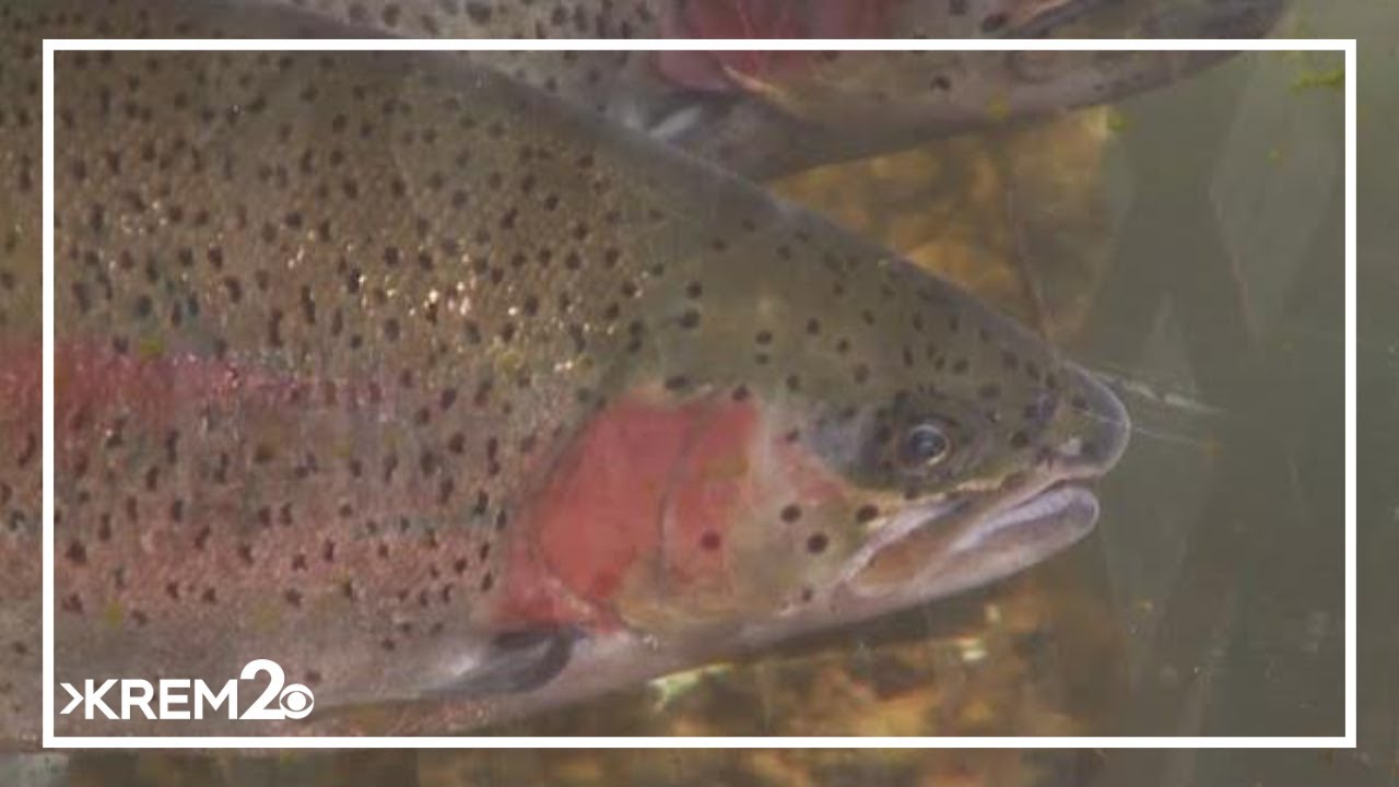 Environment Northwest: AI tool may soon help protect freshwater fish from becoming endangered