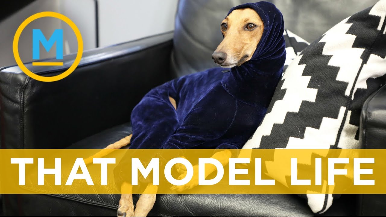 How to make your pet “insta-famous” | Your Morning