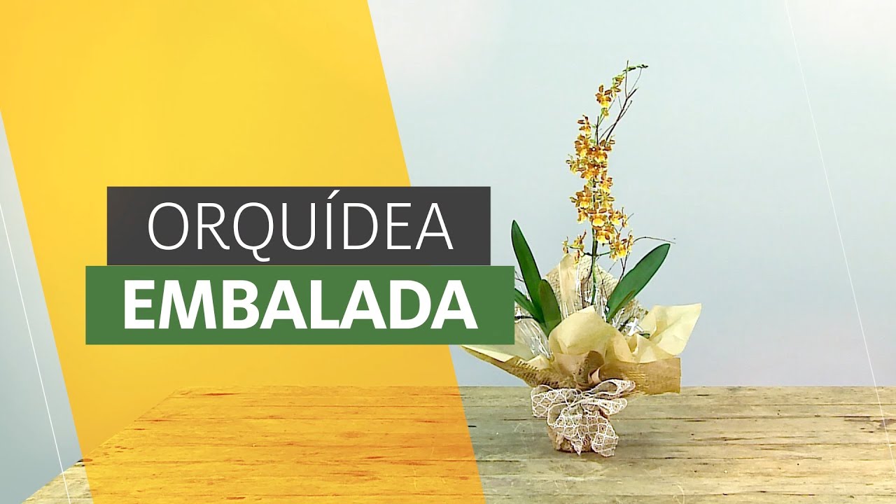 Como embalar uma orquídea para presente #orquideas #embalagem #floriculturalucrativa #arranjofloral
