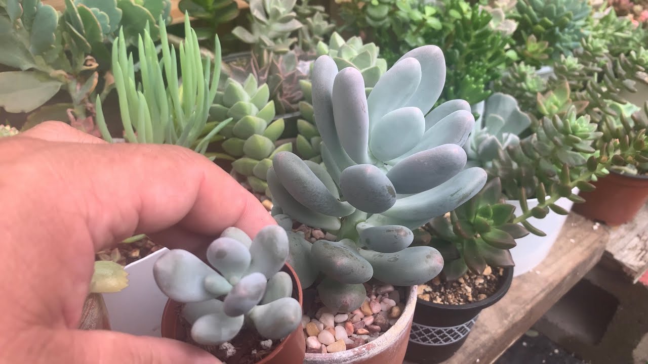 PACHYPHYTUM OVIFERUM O PIEDRA DE LUNAR