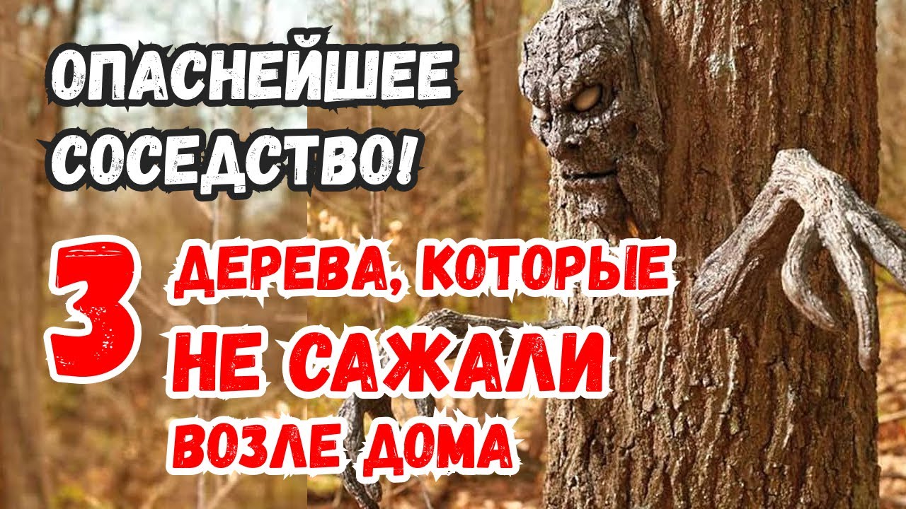 Почему эти 3 дерева ни за что нельзя сажать возле дома? Народные приметы и обычаи