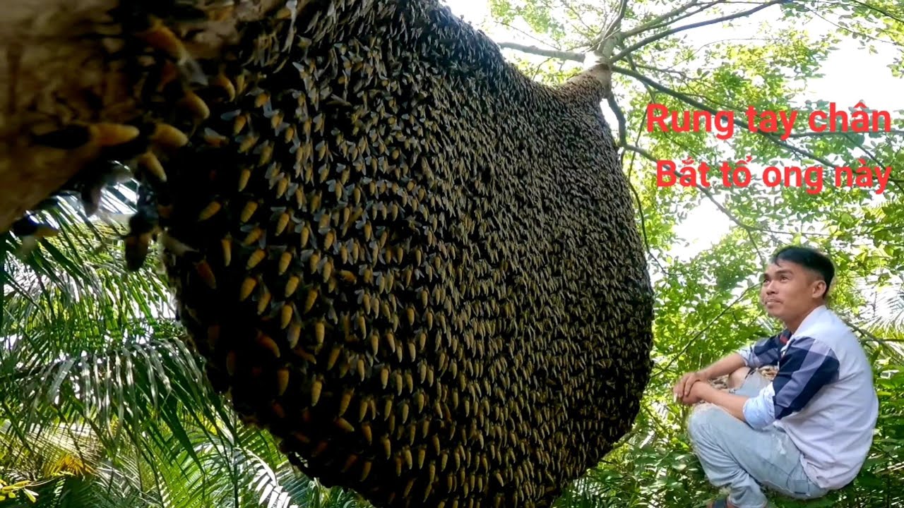 Rung tay chân khi leo ra nhánh Gòn xa thân tổ ong lớn chạy hết kèo gặp thêm  gió ong rất hung