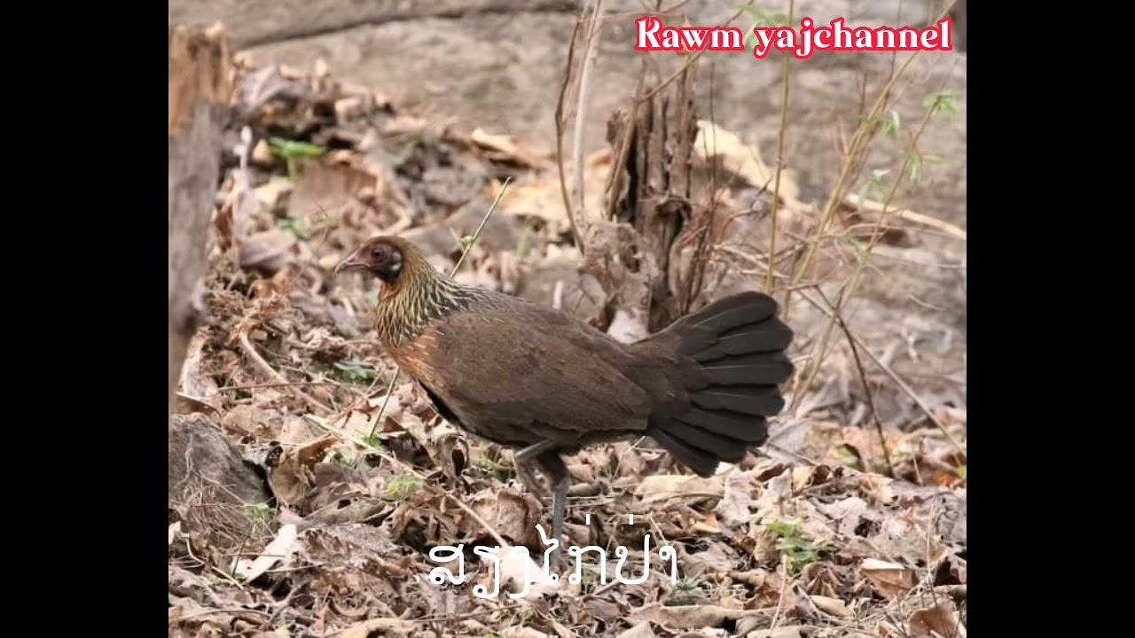 poj​ qaib​seev​ 2023​