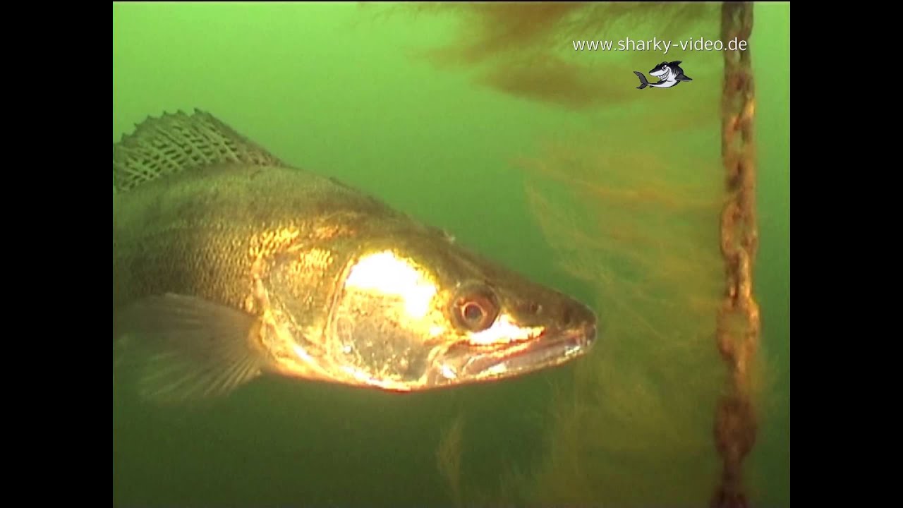 Wels und Zander im Brombachsee