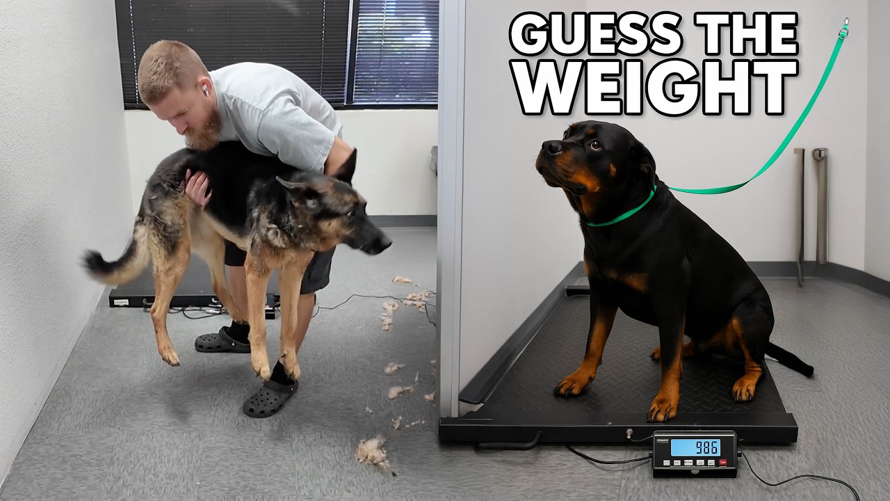 We Tried Guessing Every Dog’s Weight at the Grooming Shop