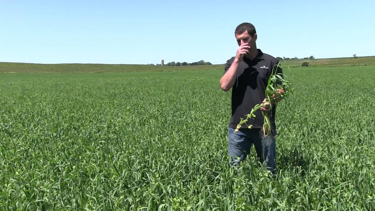 How To Know When To Harvest Pea and Oat Field