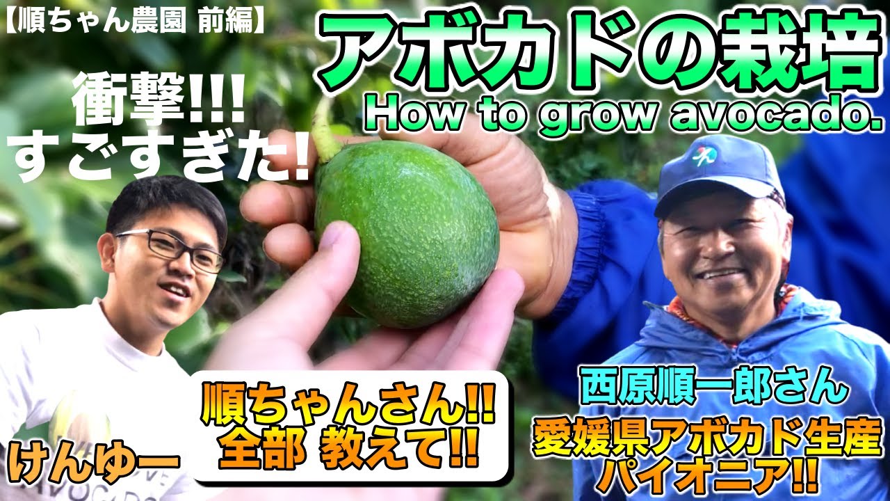 【順ちゃん農園 前編】露地のアボカドの育て方・仕立て方，新品種!? 愛媛県松山で2008年から栽培する順ちゃんさん【驚愕！】How to grow avocados, new varieties.