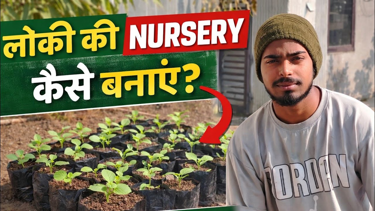 Lauki Ki Nursery Kaise Banaye – Step by Step Complete Guide 🌱