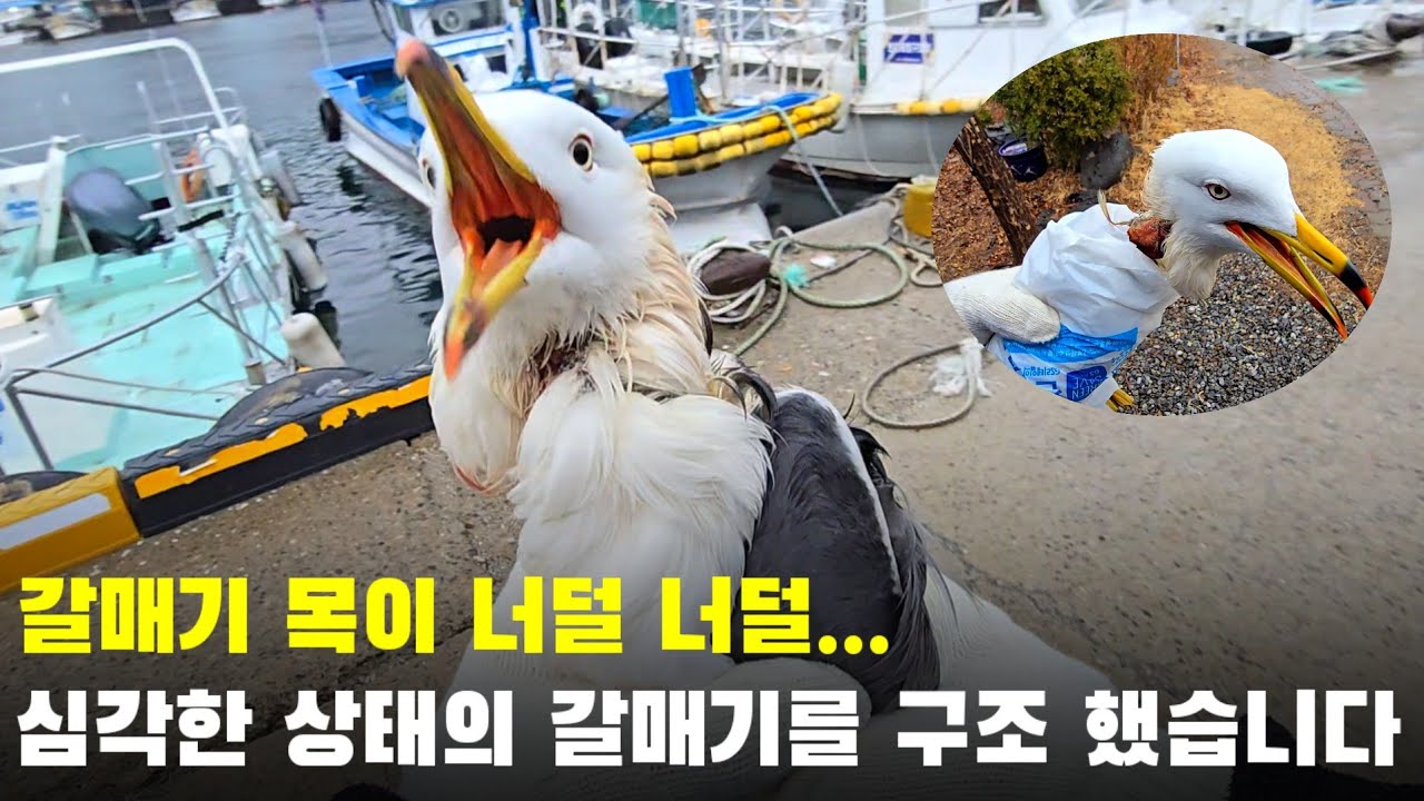 갈매기 목이 너덜 너덜..? 심각한 상태의 갈매기를 잡았습니다