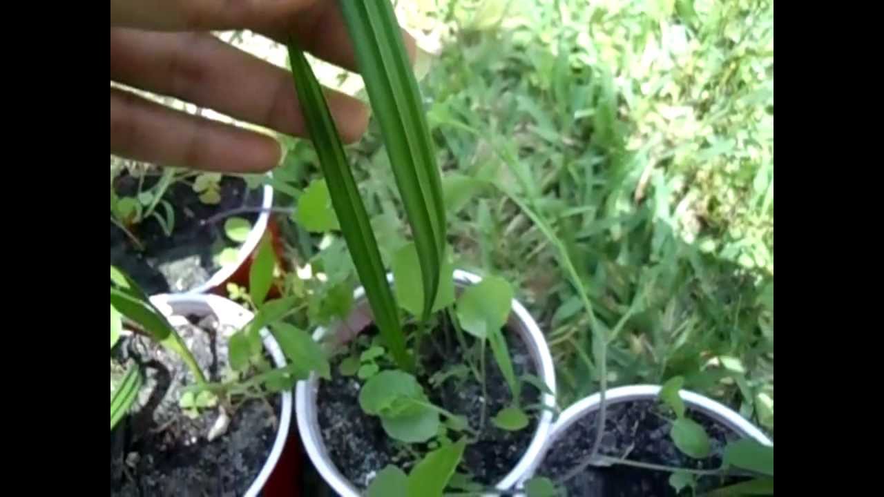 Growing Date Palms from Seeds: Part 3 Update & Transplanting