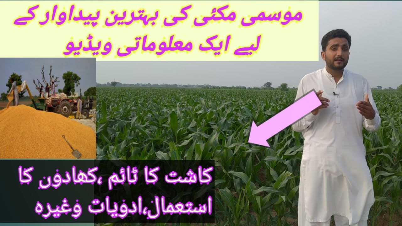 Maize Farming||Makai ke Fasal||Agriculture Guru