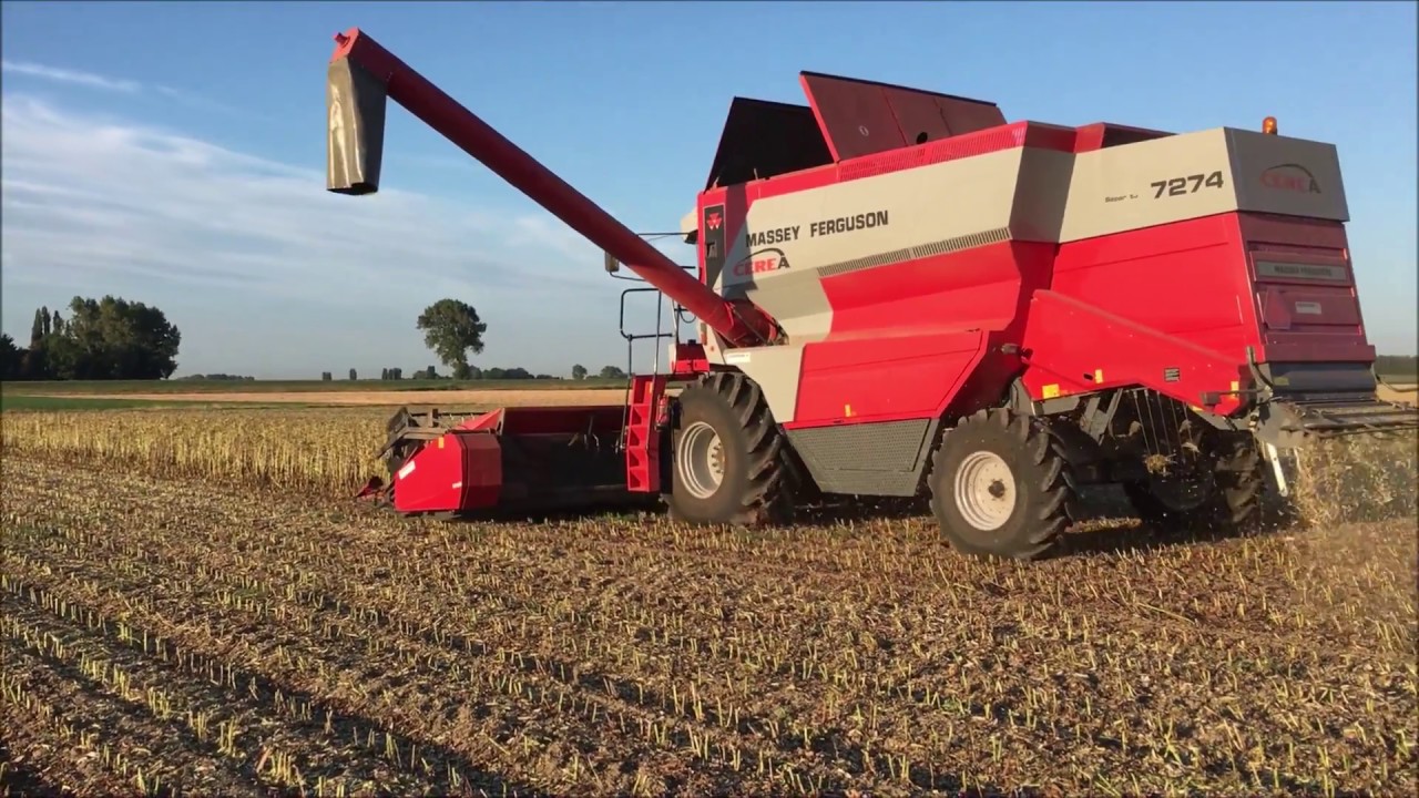 Tuinbonen dorsen Massey ferguson cerea 7274