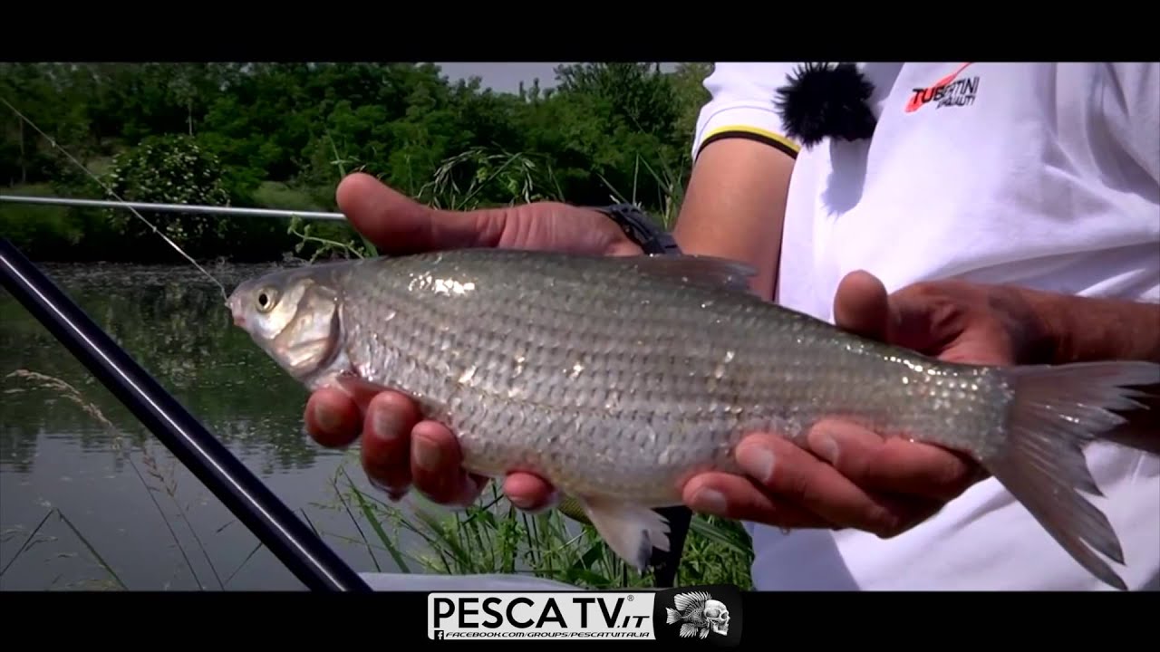 Come PESCARE le savette con il PASTURATORE (feeder fishing) sul Gambara