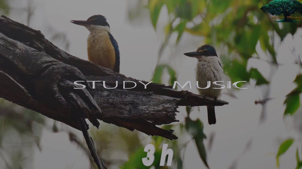 3 HOURS Study Music with Birds Singing🐦 Focus, Concentration & Nature Sounds (4K)