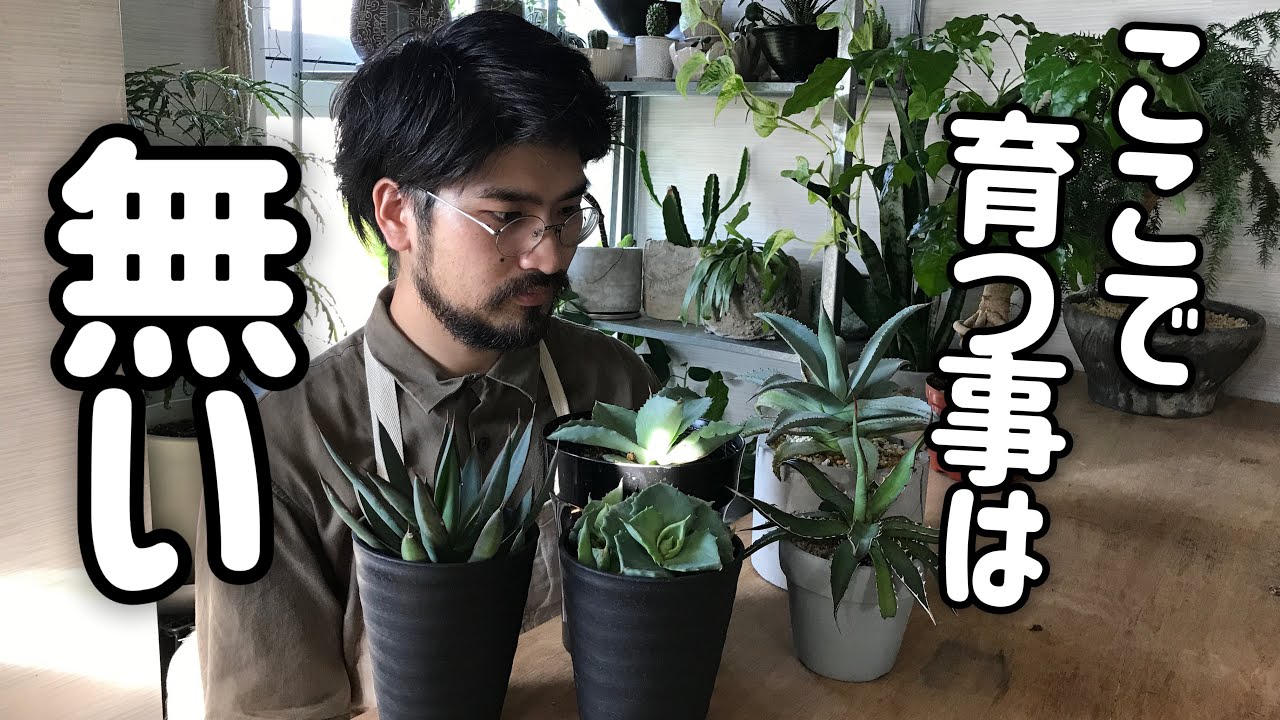 アガベの育て方【自生地・成長サイクル・水やり・置き場所・肥料・害虫】