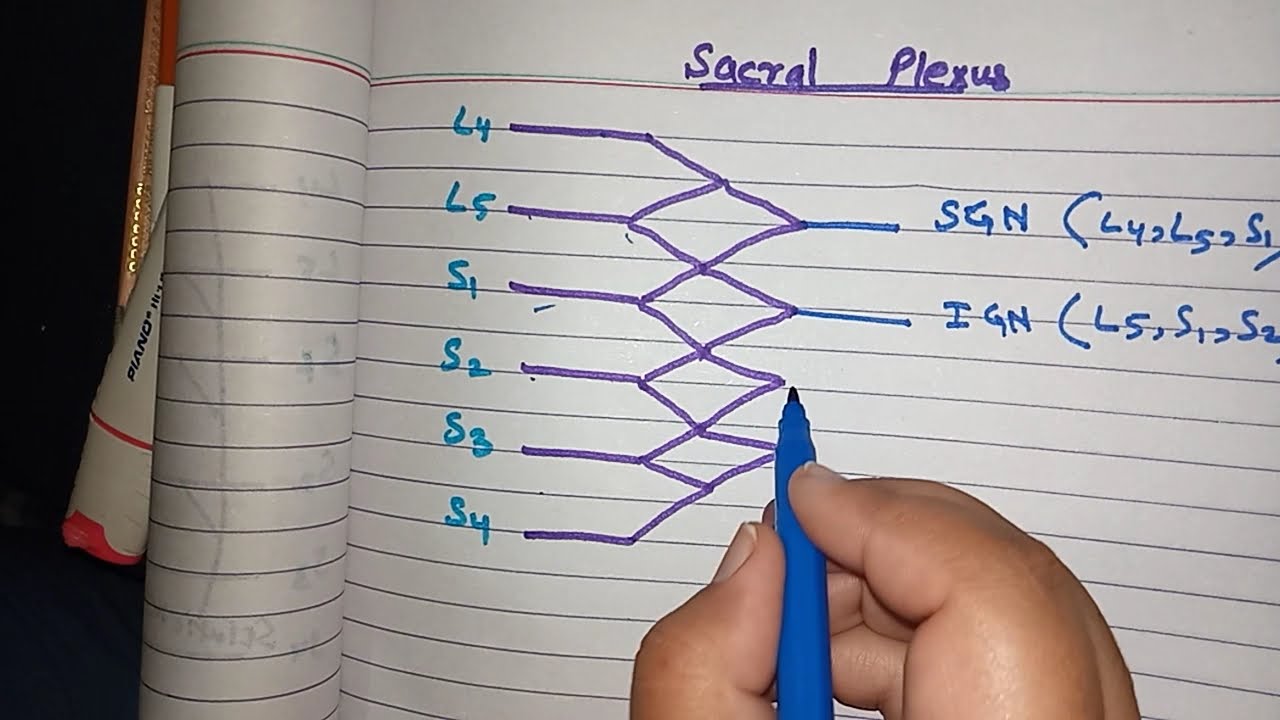 Sacral plexus in easy way # how to draw sacral plexus