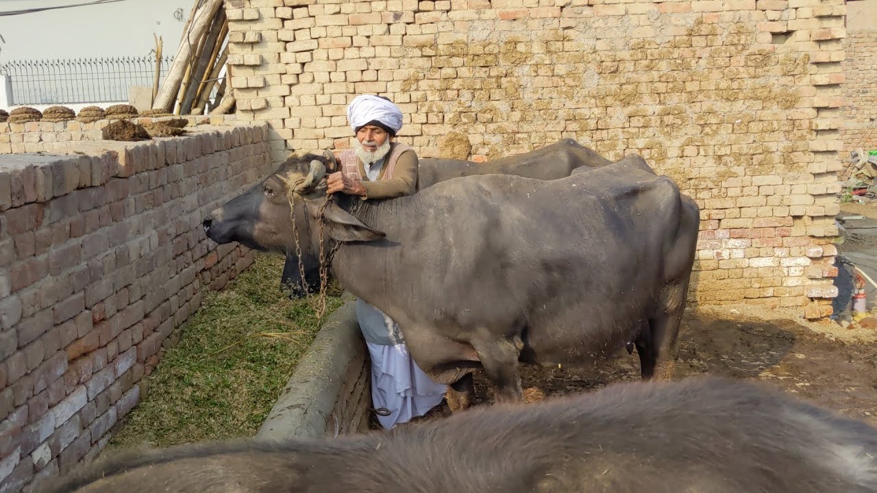 Buffalo farming in Punjab village|| buffalo Care in village.