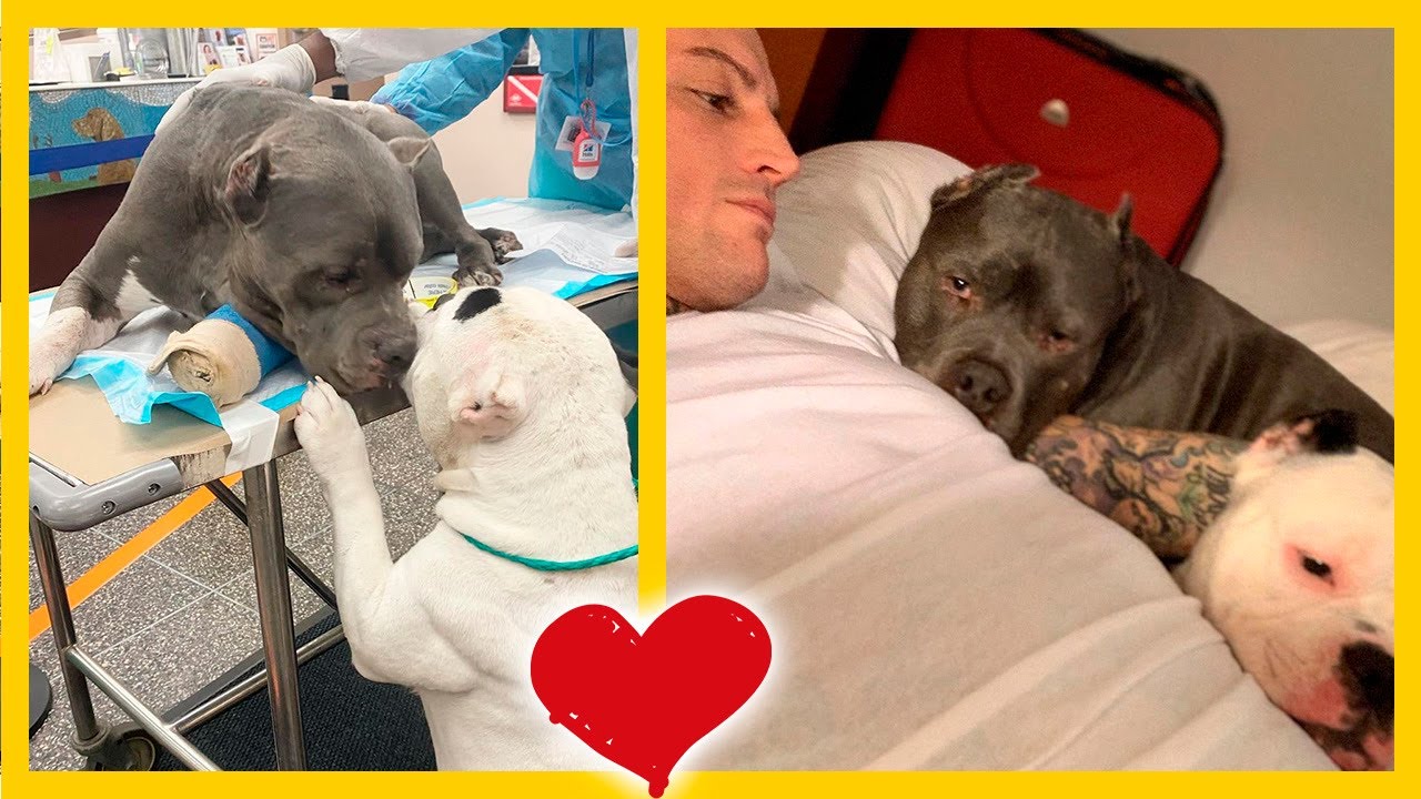 Perros se consuelan dulcemente luego de perder a papá 💔