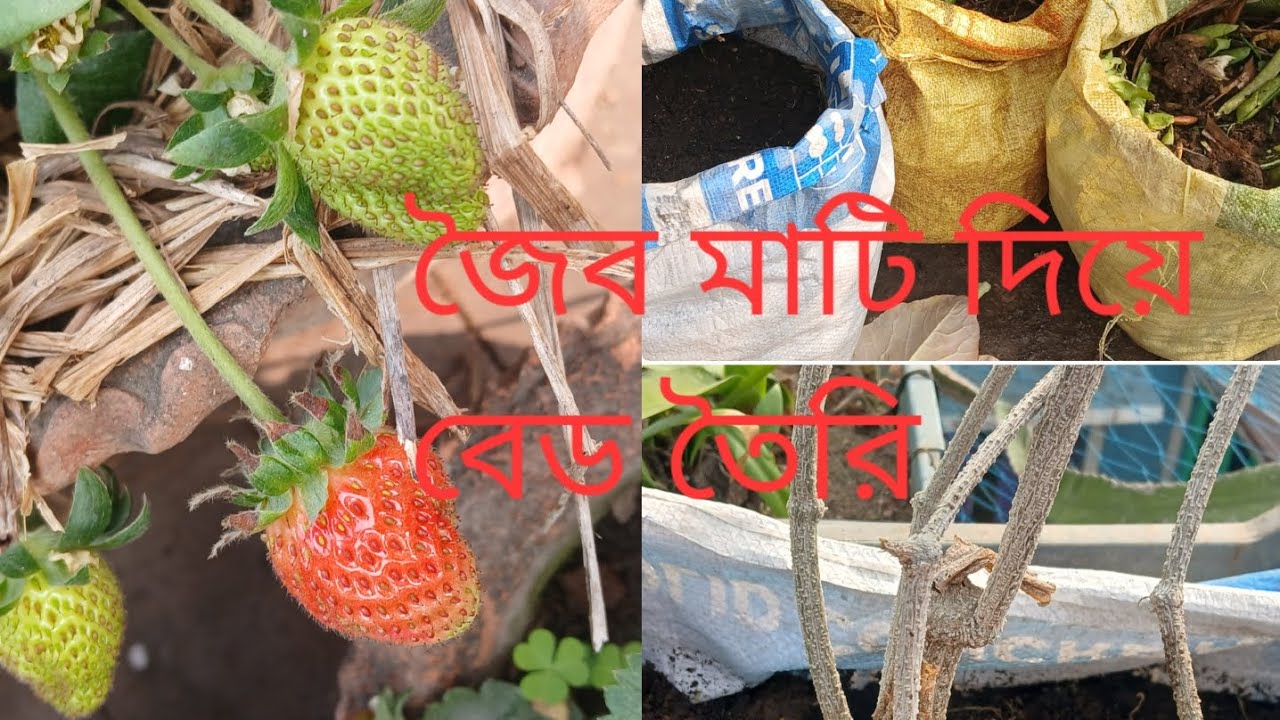 জৈব মাটি দিয়ে বেড তৈরি/কুদরি গাছ প্রতিস্থাপন #rooftop #gardening 